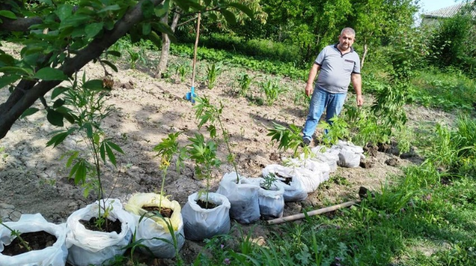 Şabranda həyətində çətənə bitkiləri yetişdirən şəxs saxlanıldı