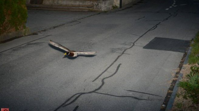 Sürətlə uçan ördək radara düşdü   - FOTO