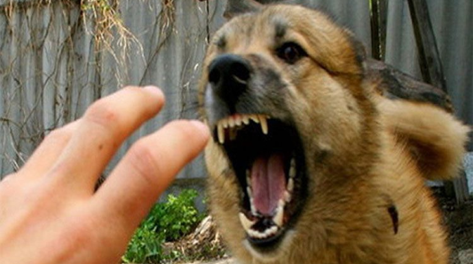 Qaxda azyaşlını it dişləyib