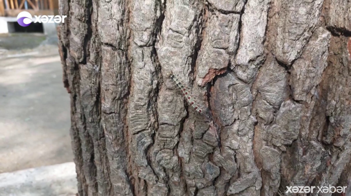 Nabran meşəliyinə istirahətə gedənlərin DİQQƏTİNƏ - Ehtiyatlı olun - VİDEO