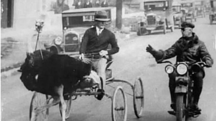 Polis sürət həddini aşan dəvəquşunu saxladı  