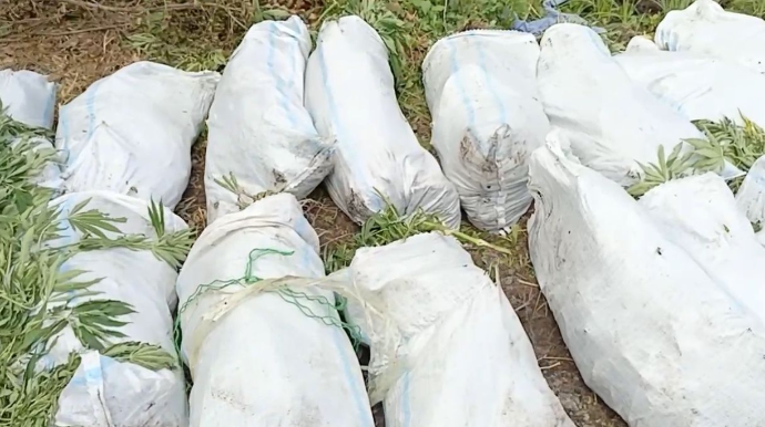 Polis Xaçmazda silsilə əməliyyatlar keçirdi - VİDEO