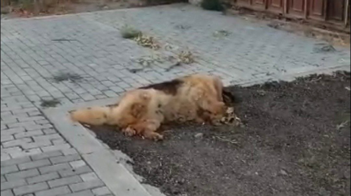 Yol kənarında ölmüş it üfunət yayır, qurumlar yaxın durmur - ŞİKAYƏT - VİDEO