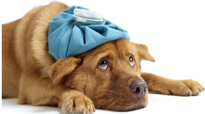 Dünyada yeni virus yayıldı - “İT QRİPİ" 