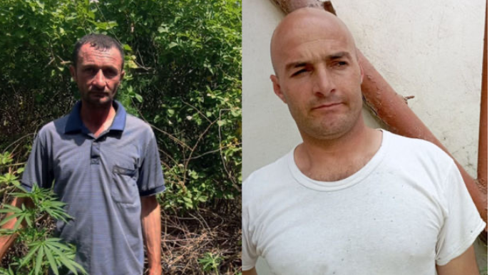 Neftçalada çətənə bitkiləri becərən qohumlar saxlanıldılar  - FOTO