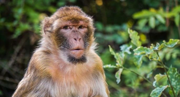 Meymun ilanı yemək bilib qaçırdı – VİDEO