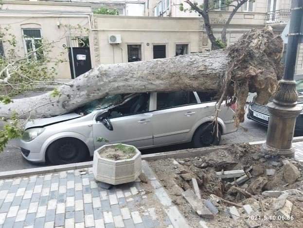 Külək ağacı kökündən qoparıb maşının üzərinə aşırdı  - FOTO