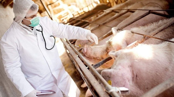 Rusiyada “Donuz taunu” YAYILDI  – Azərbaycana da gələ bilərmi? 