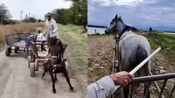 Masallıda atlara işgəncə edən şəxs cəzalandırıldı    - VİDEO