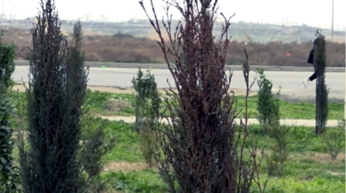 В бакинском поселке сажают деревья на участках без согласия владельцев - ВИДЕО