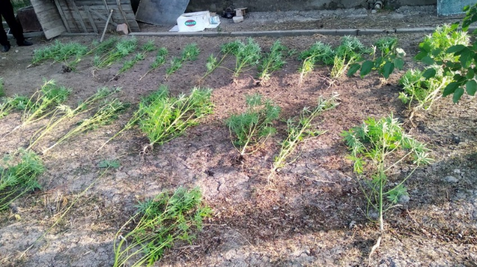 Bərdə və Beyləqan sakinlərindən narkotik aşkar edilərək götürülüb  - FOTO