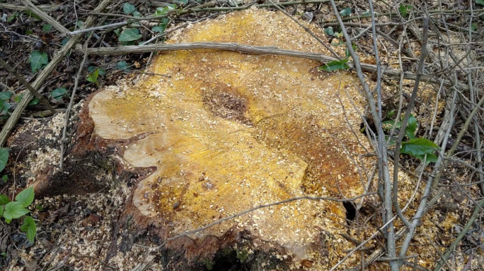 Oğuzda qanunsuz ağac kəsən 3 nəfər saxlanıldı 