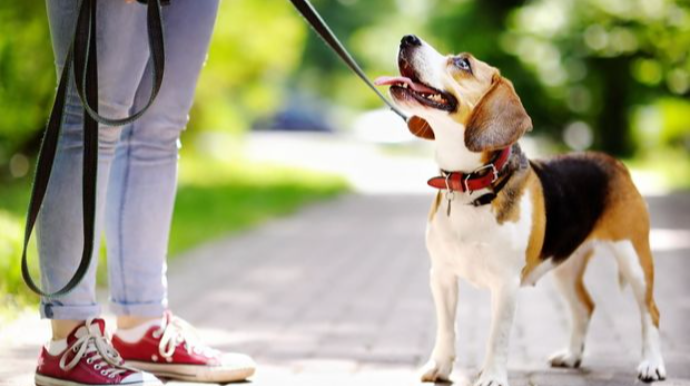 İtlərin küçəyə çıxarılması ilə bağlı RƏSMİ AÇIQLAMA