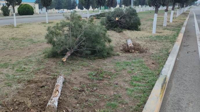 Gəncədə ağaca çırpılan “Renault" aşdı - Bir ailənin 4 üzvü yaralandı - FOTOLAR 