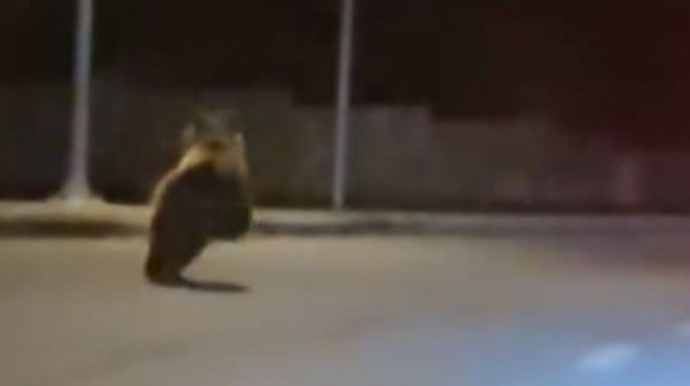 “Marxal” yolunda ayılar göründü – FOTO - VİDEO 