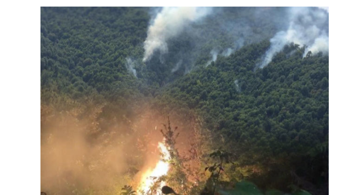 Эколог: Лесные пожары - серьезная проблема для Азербайджана
