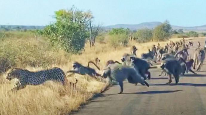 Afrikada “tıxac”da qalanlar 50 meymunla bəbirin davasını izlədilər  - VİDEO