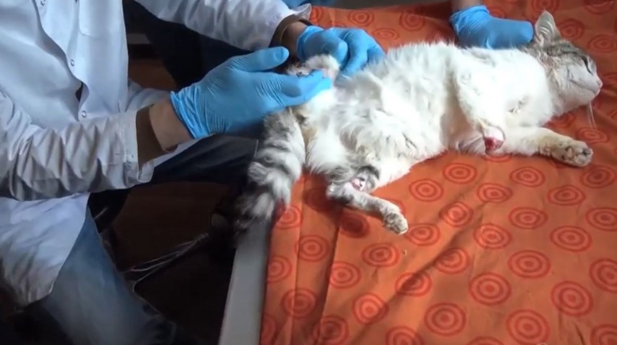 Polis pişiyin ayaqlarının kəsilməsi ilə bağlı araşdırmalara başladı  - FOTO