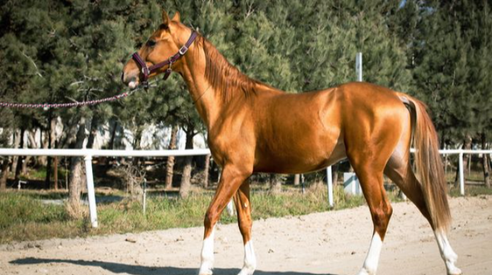 Azərbaycanda ilk: Qarabağ atları hərrac yolu ilə satışa çıxarılır - FOTO