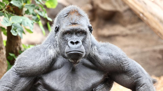 Nadir dağ qorillasını öldürən brakonyerlərə ağır cəza;  5,4 milyon dollar cərimə və yaxud da... - FOTO 