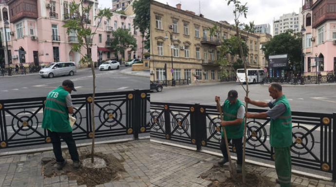 В Баку вместо поваленного сильным ветром дерева посадили платан - ФОТО