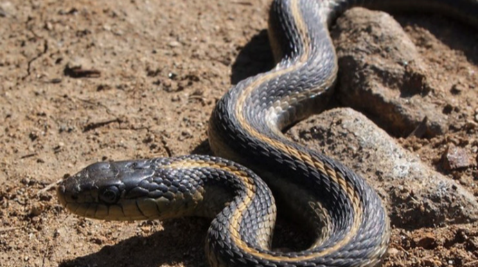 15 yaşlı yeniyetməni İLAN SANCDI 