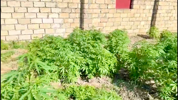 Çətənə kolları yetişdirməkdə şübhəli bilinən 4 nəfər saxlanıldı - FOTO