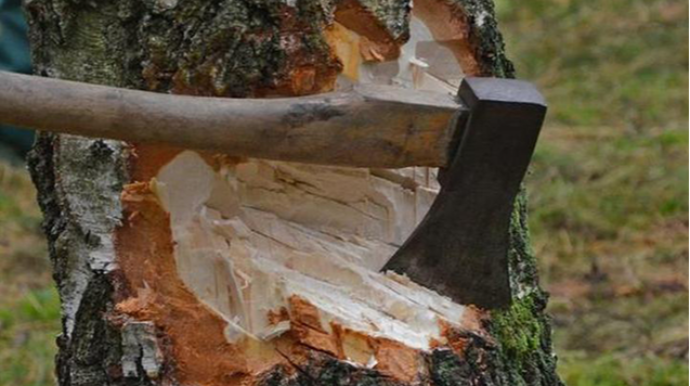 Şahdağ Milli Parkında ağac kəsilməsi faktı - 2 nəfər müəyyən olundu