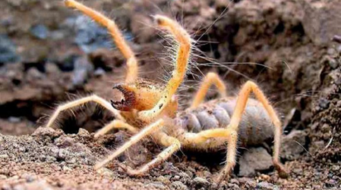 Goranboyda qadını zəhərli həşərat sancdı