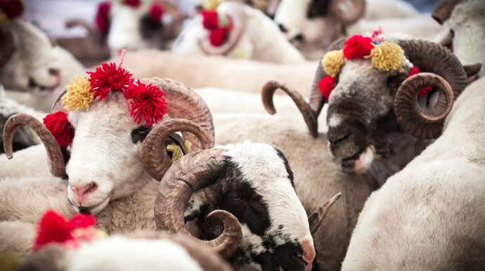Qurbanlıq ətlərini niyə salafanda saxlamaq olmaz?