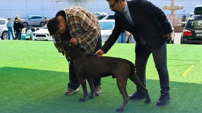 BBAK-da növbəti “DogShow” təşkil olunub - FOTO - VİDEO 