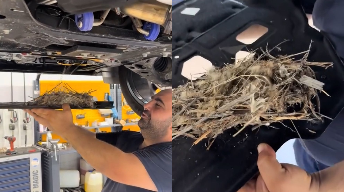 Azərbaycanda quş elektrikli Çin avtomobilində yuva qurdu - VİDEO