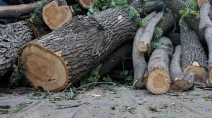 Ağacları zədələyən şəxs cəzalandırıldı