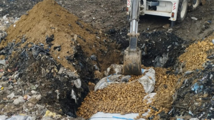 73 tondan çox toxumluq kartof məhv edilib - FOTOLAR 