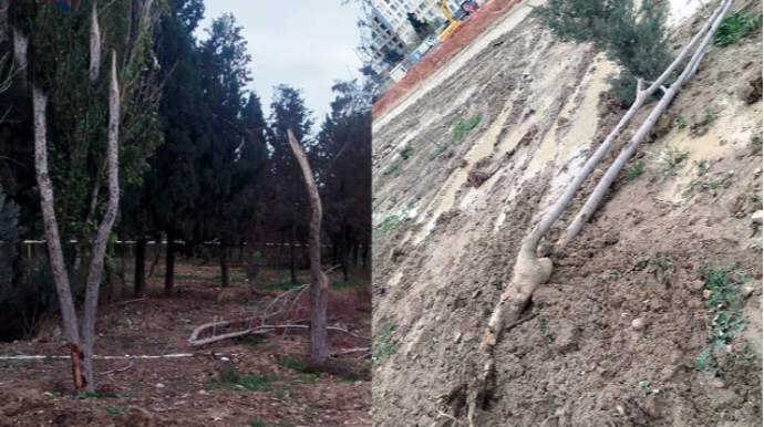 Dərnəgüldə ağaclara qənim kəsilən kimdir? - FOTO - VİDEO