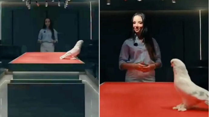 Göyərçini iki avtomobil qiymətinə satdılar - VİDEO 