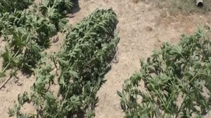 Gəncə və Hacıqabulda həyətində çətənə əkənlər tutuldu  - FOTO