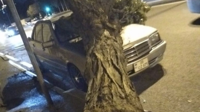 Bakıda ağac avtomobilin üzərinə aşdı  - FOTO