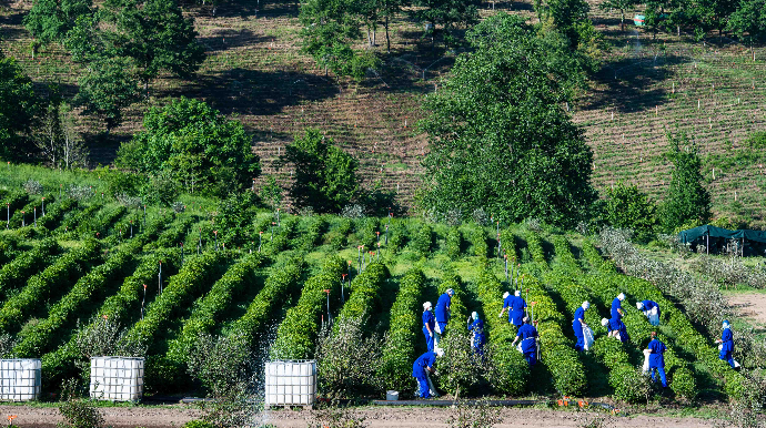 Dağların zirvəsində yaradılmış çay cənnəti - FOTO