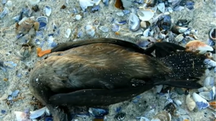 Xəzərin sahilində quşların kütləvi tələfatının səbəbi açıqlandı - VİDEO