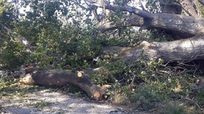 Oğuzda üstünə ağac düşən 36 yaşlı kişi öldü 
