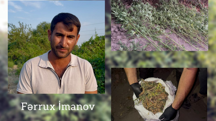 Kürün sahilində xüsusi tunel hazırlayaraq çətənə bitkisi yetişdirdi - VİDEO