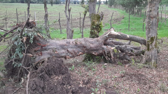 “Qırmızı Kitab”a düşən ağacları kəsdilər - İşə prokurorluq baxacaq   - FOTO