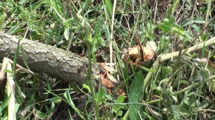 Göyçayda bir gecədə 60-dan çox meyvə ağacı kəsilib  - FOTO