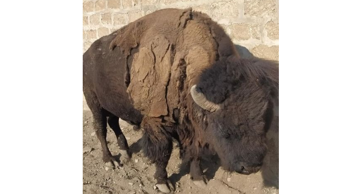 İstirahət mərkəzində zubra işgəncə verilir? - AÇIQLAMA   - FOTO