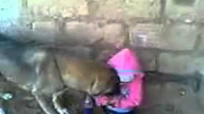 Xızıda it 12 yaşlı uşağın yanağından dişləyib