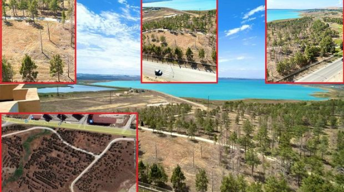 Ceyranbatan su anbarının ərazisindəki ağaclar kütləvi quruyur - AÇIQLAMA - FOTO 