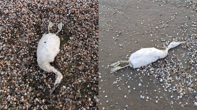 Şıxovda çöl quşları tələf oldu - AQTA araşdırır - FOTO 