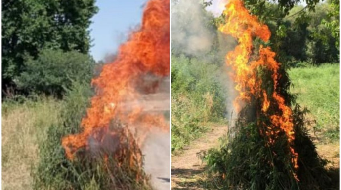 Ağdamın işğaldan azad edilmiş kəndində narkotik tərkibli bitkilər aşkar edilib