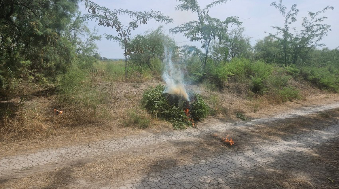 Yabanı halda bitmiş çətənə kolları məhv edildi 